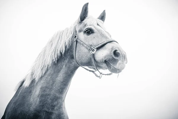 Isolado Cavalo Retrato Perto Fundo Branco — Fotografia de Stock