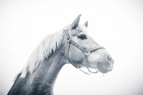 Isolado Cavalo Retrato Perto Fundo Branco — Fotografia de Stock