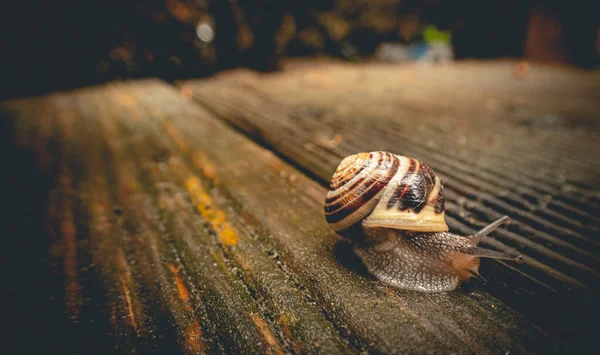 Caracol Sobre Una Piedra —  Fotos de Stock