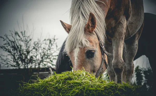 Horse Field — Stock Photo, Image