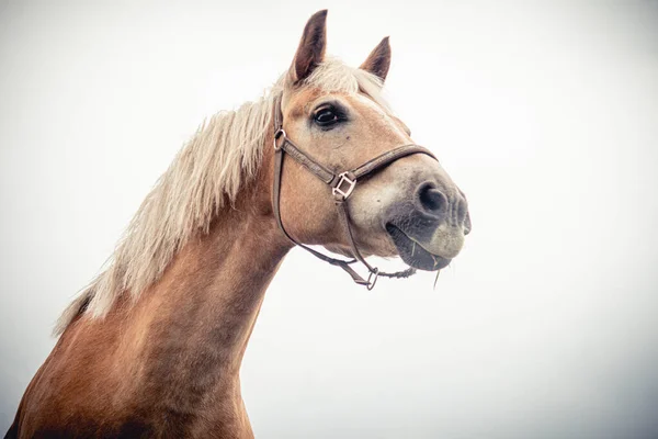 Portrait Cheval Isolé Gros Plan Sur Fond Blanc — Photo