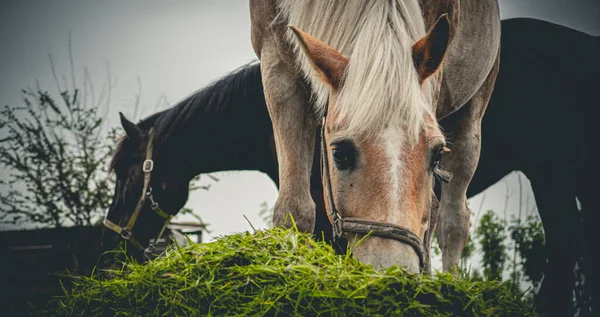 Horse Field — Stock Photo, Image