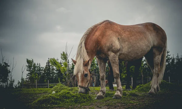 Horse Field — Stock Photo, Image