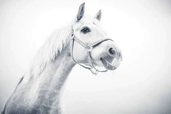 Isolado Cavalo Retrato Perto Fundo Branco — Fotografia de Stock