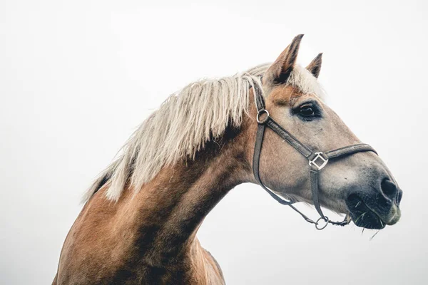 Isolado Cavalo Retrato Perto Fundo Branco — Fotografia de Stock