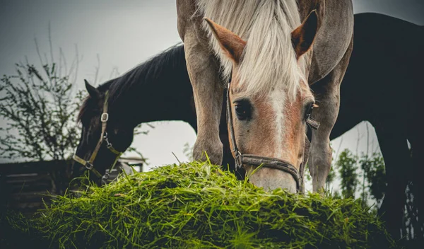 Horse Field — Stock Photo, Image