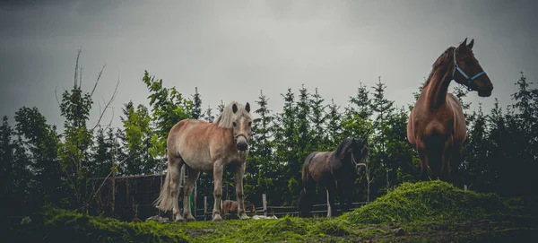 Cavalo Campo — Fotografia de Stock