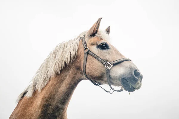 Isolado Cavalo Retrato Perto Fundo Branco — Fotografia de Stock