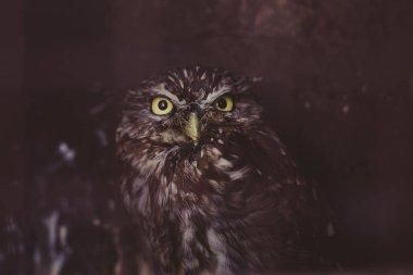      Devekuşu açık yeşil arka planı üzerinde bir tükenmez kalemle