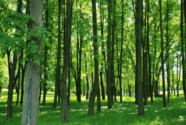 Bahar Şehir Parkı.