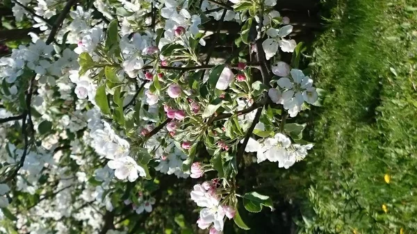 Flores Manzana Árbol — Foto de Stock