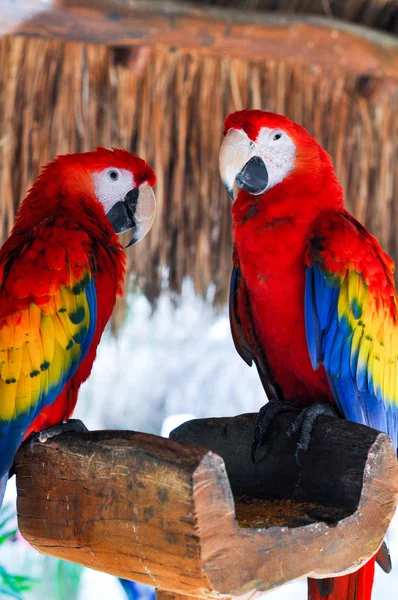 Xcaret, Meksika - 19 Kasım 2012: avairy. Amerika papağanı famali