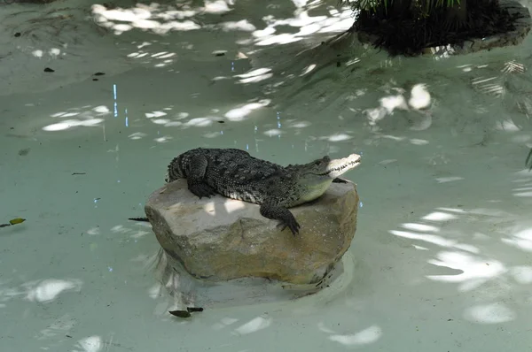 Xcaret 멕시코 2012 Aligator Sunbathes — 스톡 사진