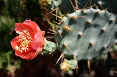 Zaptedilemez dikenler arka plan üzerinde kırmızı kaktüs çiçeği