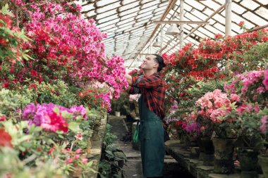 Serada renkli çiçeklerle çalışan iş kıyafetleri mutlu çekici erkek bahçıvan