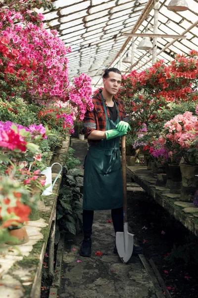 Guapo jardinero masculino en delantal y guantes verdes con una gran pala, posando y mirando hacia otro lado en invernadero — Foto de Stock
