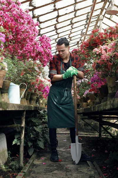 Guapo jardinero masculino en delantal y guantes verdes con una gran pala, posando y mirando hacia otro lado en invernadero — Foto de Stock