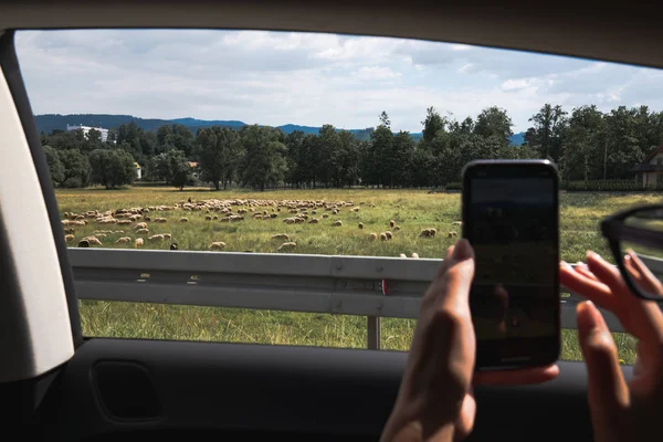 Jeune fille voyageur faisant photo de téléphone de troupeau de moutons de la voiture — Photo