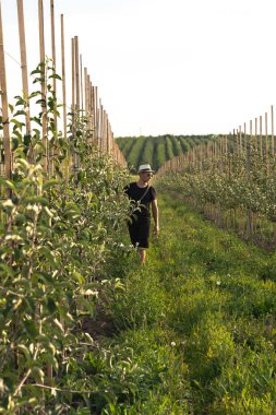 Genç adam çiftçi elma bahçesi arasında yürüyüş ve ağaçların durumunu kontrol