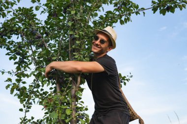 Şapka ve güneş gözlüğü sevindim gülümseyen adam çiftçi iyi bir hasat için mutlu, bir erik ağacı kucaklıyor