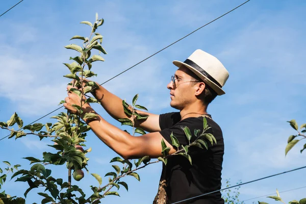 Retrato de cerca del joven agricultor concentrado con sombrero blanco camiseta negra y gafas de sol atando árboles a un alambre — Foto de Stock