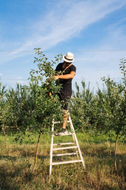 Beyaz şapkalı ve siyah tişörtlü genç çiftçi merdivenin üzerinde duruyor ve ağaçları kabloya bağlıyor