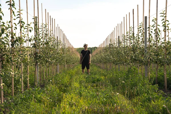 Farmer in black t-short and shorts in white hat standing among his apples garden and looking away