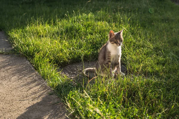Pequeno gato cinza bonito com branco sentado na grama verde pela manhã — Fotografia de Stock
