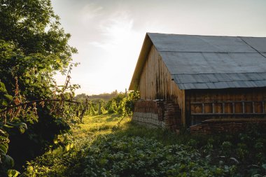 Yaz aylarında yeşil doğa arasında Resim manzara eski depolama evi