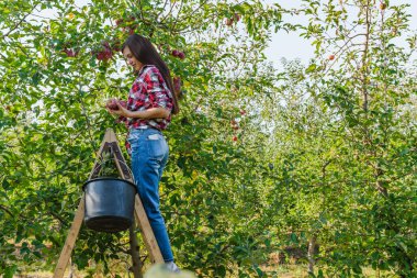 Kırmızı gömlekli güzel bir kız, bahçede taze elma hasadı topluyor, kovayla merdivenin üzerinde duruyor, sonbahar ılık bir hava, reklam için bir yer.