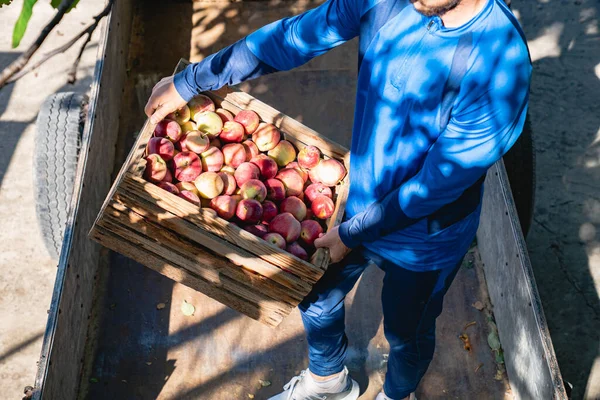 Agricultor en un traje azul sostiene una caja de madera con manzanas rojas en sus manos la cosecha de otoño, marco de arriba — Foto de Stock