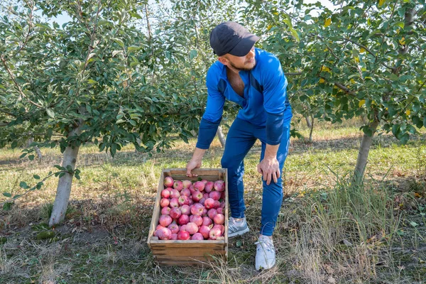 Otoño cosecha chico sostiene en sus manos una caja de madera con manzanas rojas orgánicas en el jardín — Foto de Stock