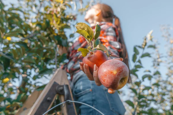Jeune fille tient une pomme dans sa main, pique la récolte d'automne sur un arbre — Photo