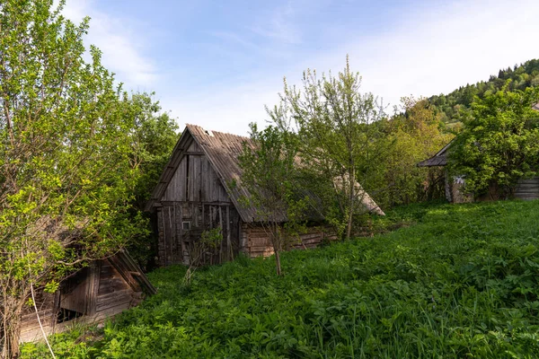 Houten huis op een achtergrond van naaldbos in het voorjaar — Stockfoto