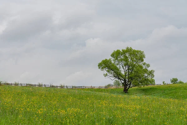 Lonely big tree on meadow landscape. Gloomy and sad field view. Dramatic background concept — Stock Photo, Image