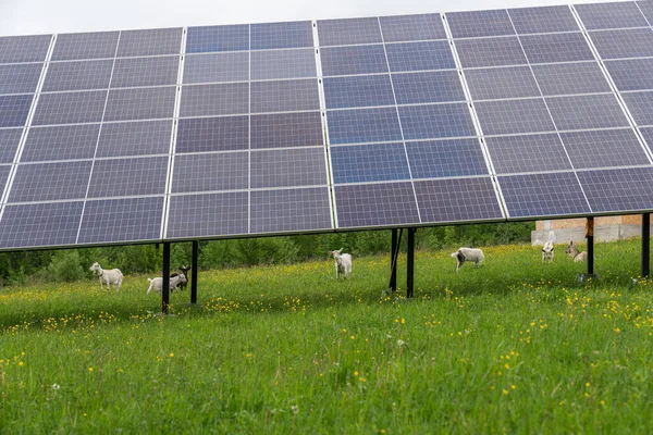 Sonnenkollektoren, Photovoltaik, alternative Stromquelle auf dem grünen Rasen Stockfoto
