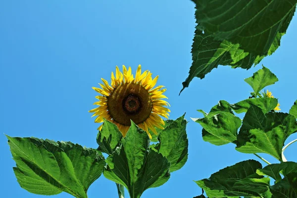 Girasol Fresco Día Soleado — Foto de Stock