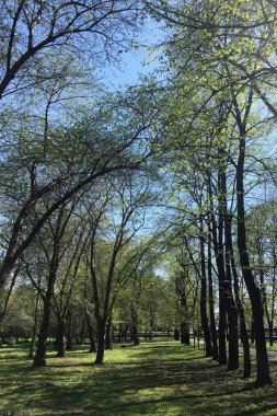 Yeşil ağaçlı güzel bahar manzarası