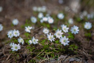 Bahar doğal arka plan, Duvar kağıdı: Çiçekli bahar ormanı