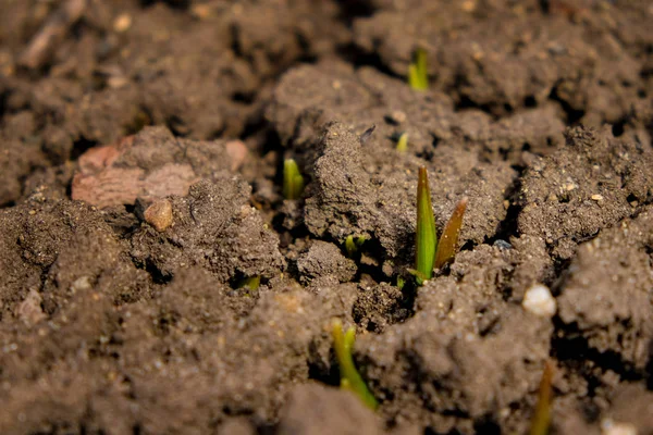 Pequenos brotos de plantas verdes em solo cinzento e seco — Fotografia de Stock