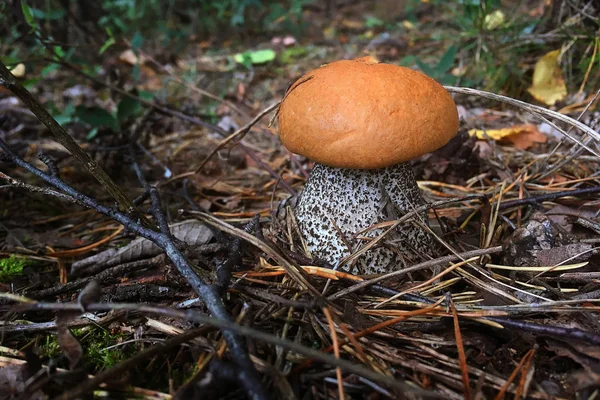 Mushroom grows in the forest, closeup photo — Stock Photo, Image