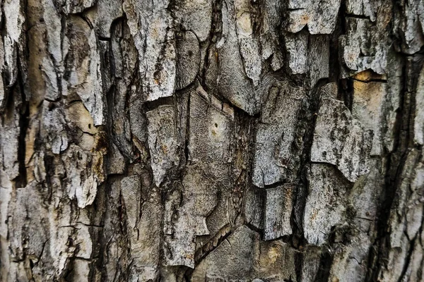 La texture de l'écorce d'un arbre. Beau fond gris — Photo