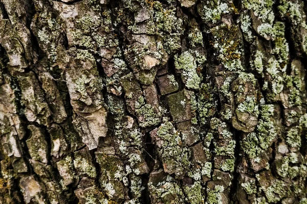 La texture de l'écorce d'un arbre. Beau fond gris — Photo