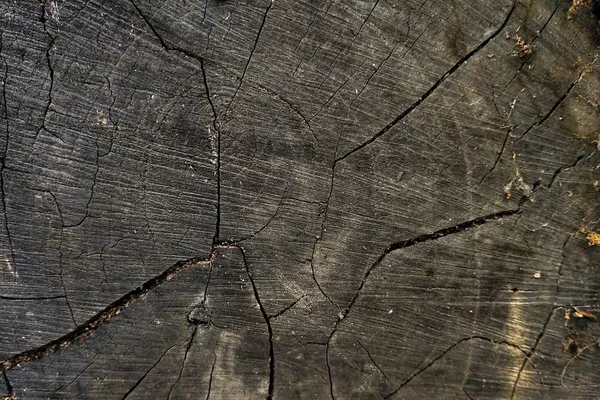 Sierra de textura cortó el tronco del árbol. Hermoso fondo gris —  Fotos de Stock