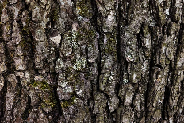 La textura de la corteza de un árbol. Hermoso fondo gris —  Fotos de Stock