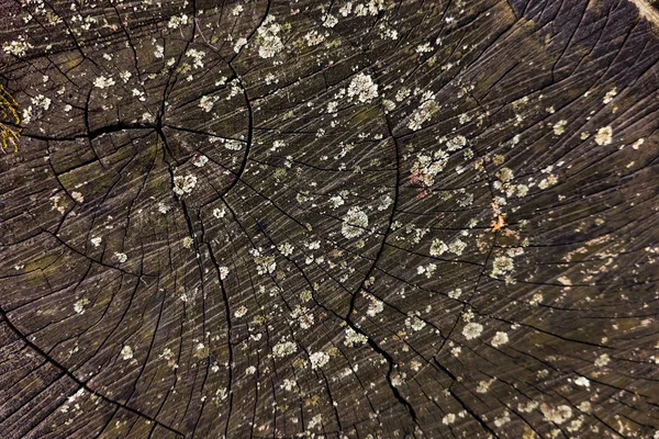 Sierra de textura cortó el tronco del árbol. Hermoso fondo gris —  Fotos de Stock