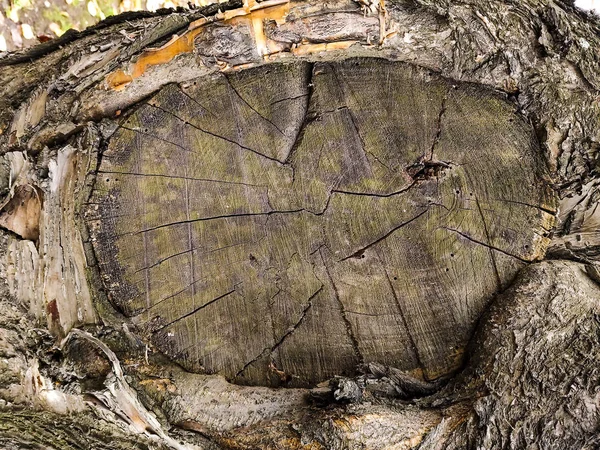 Sierra de textura cortó el tronco del árbol. Hermoso fondo gris —  Fotos de Stock