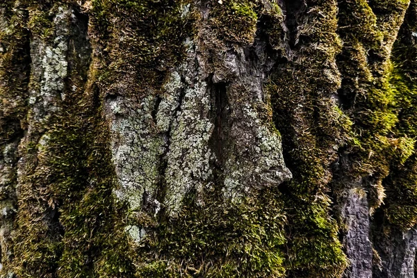 A textura da casca de uma árvore. Fundo cinza bonito — Fotografia de Stock