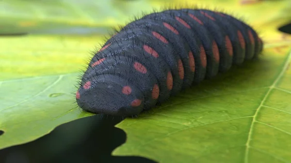 Stora caterpillar svart med röda prickar äta blad 3d illustration — Stockfoto