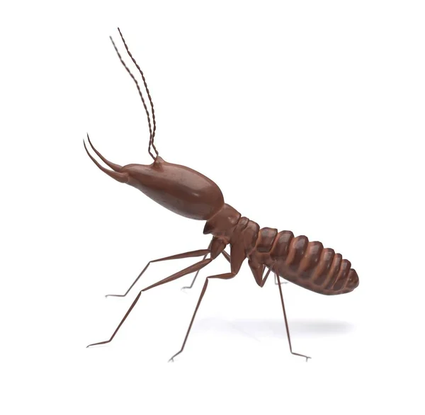 Termite auf isoliertem weißem Hintergrund 3D-Illustration — Stockfoto